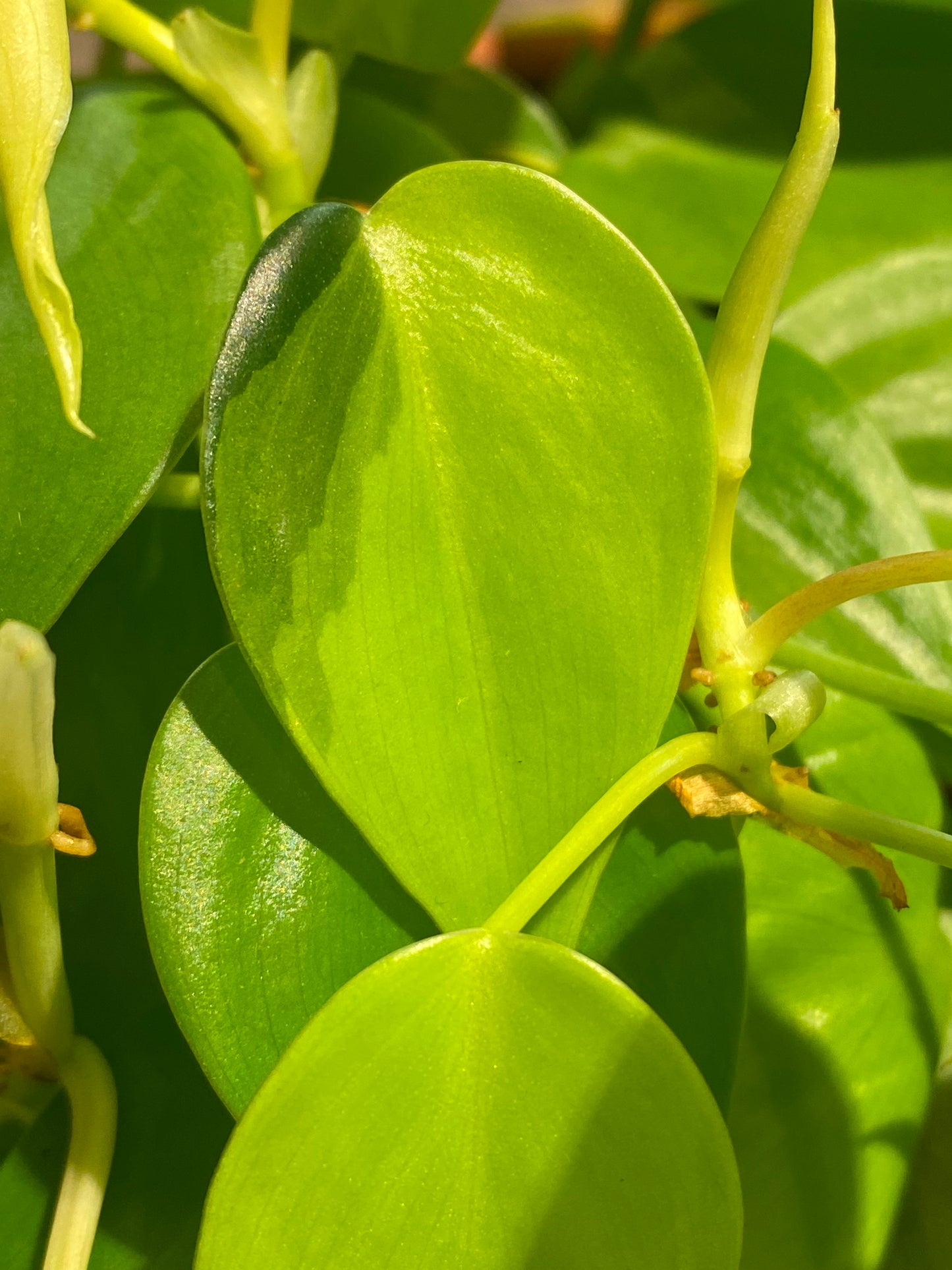 Philodendron Lemon- Lime